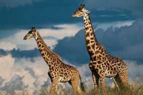 picture of girafees