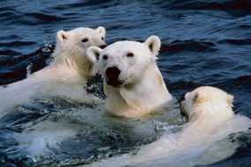 picture of polar bears