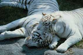 picture of tigers